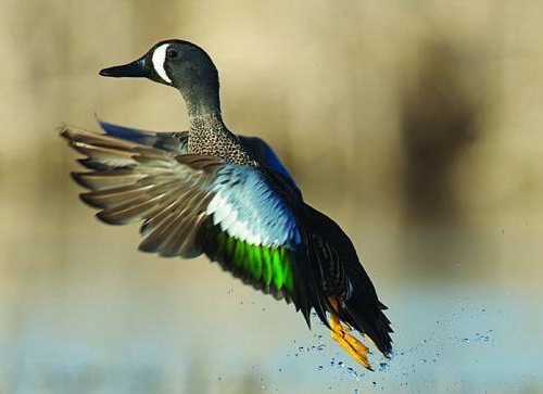 Top Tips On Hunting Ducks