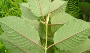 kratom
