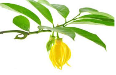 Wholesale Buying Of The Medicines Of Nature: Essential Oils