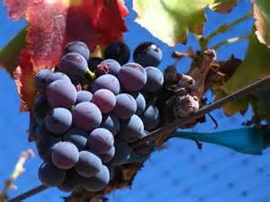 Wine Grapes – An Essential Element In Wine Making