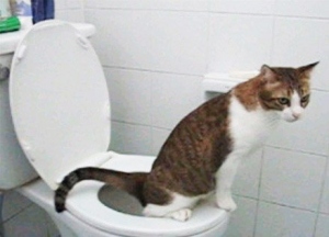 4 Possible Causes Of Urination In Cats