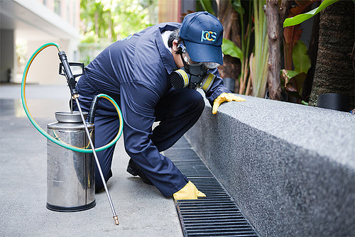 Tips For Selecting The Best Pest Controllers In Middlesex