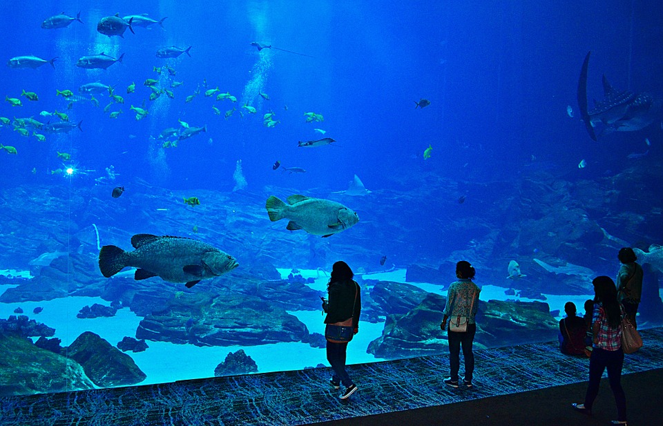 Jaw-Dropping Aquariums You Should Consider Visiting