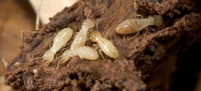 Termite Treatment Delray Beach – Understanding The Best Way To Prevent Termites