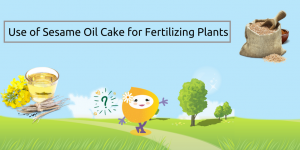 Use of Sesame Oil Cake for Fertilizing Plants