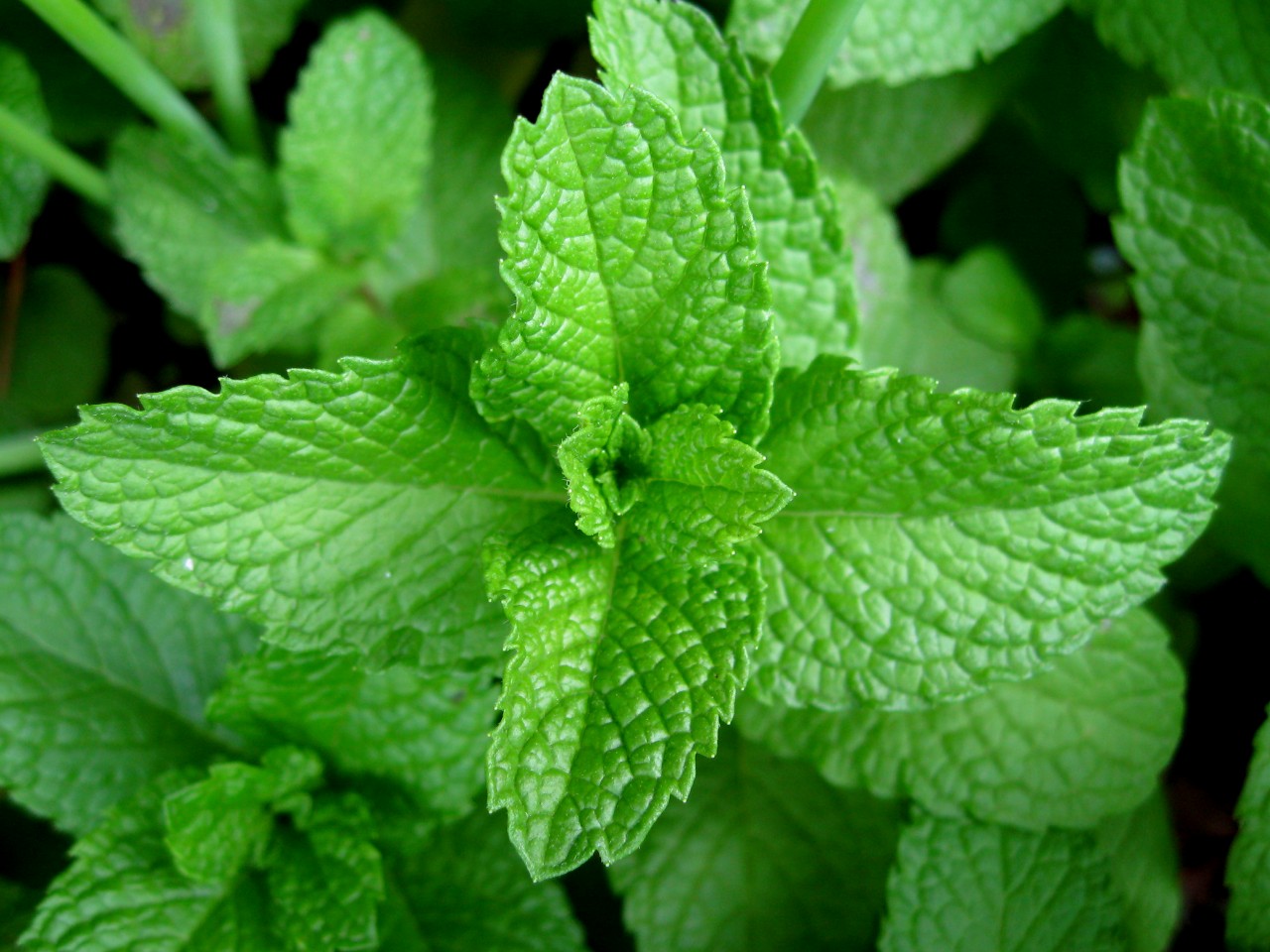 5 Popular Uses and Benefits Of Peppermint Oil