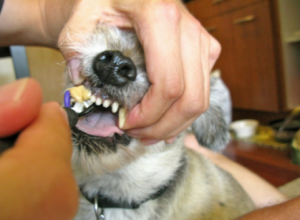 4 Things You Should Know About Dental Disease In Pets