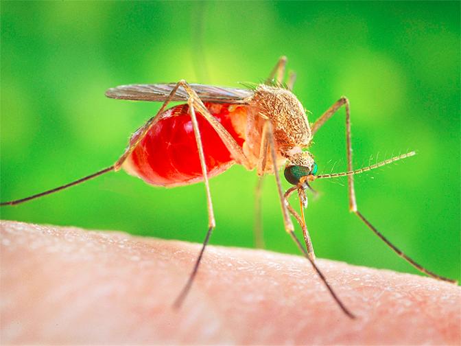Do You Fear Dengue? Now You Don’t Need To