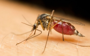 Why You Shouldn’t Fear Dengue Any More