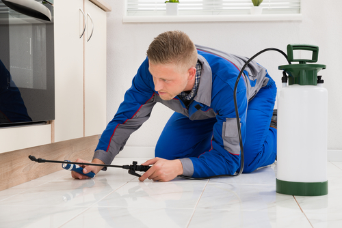Pest Control Services To Ensure Your Family’s Good Health