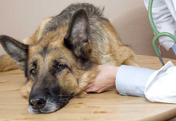 How To Treat Arthritis In Your Dog