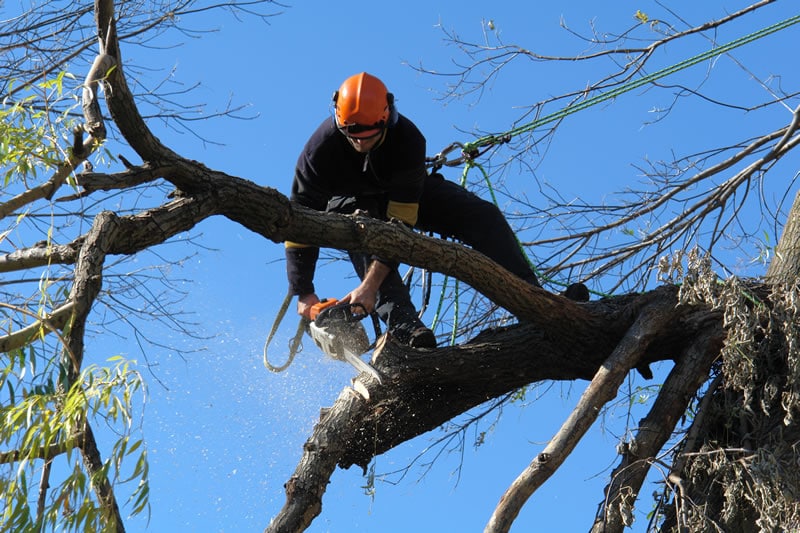 Protect Yourself By Hiring A Professional Tree Surgeon
