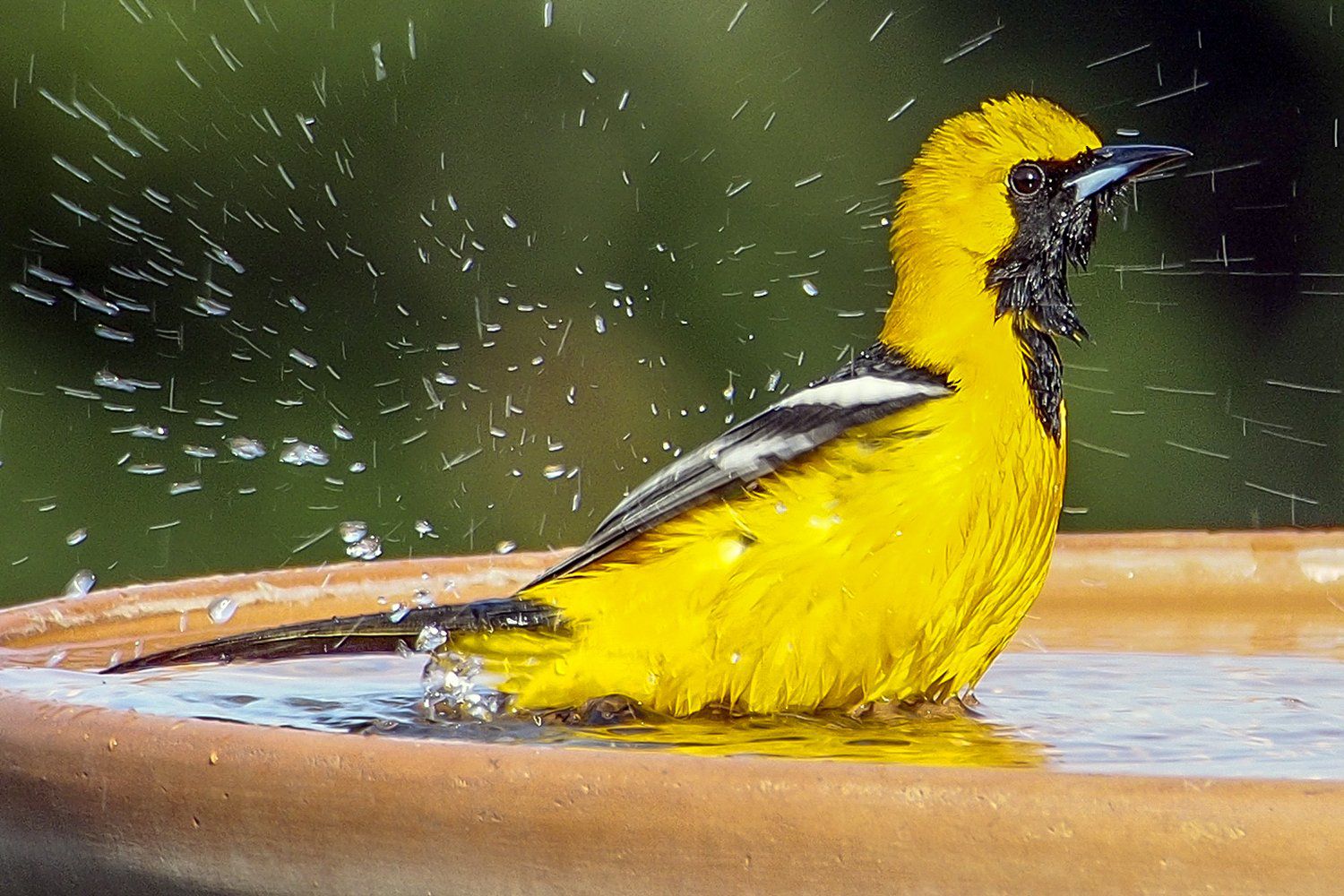 Bird Fountains: One of the Best Outdoor Features to Attract Birds