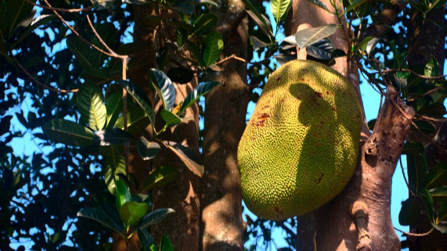 Tropical Fruits In Your Garden Exotic Trees To Grow At Home