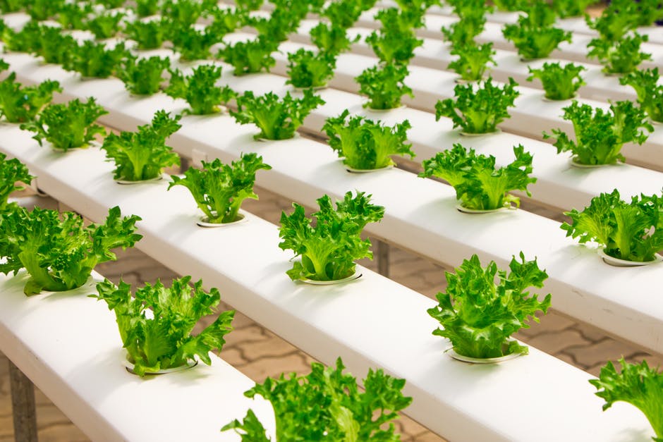 Beyond Agriculture: 5 Types Hydroponic Systems for Your Garden