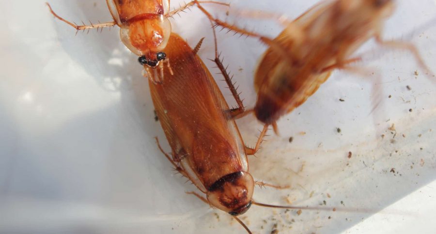 The Top 4 Definite Signs That You Have A Roach Infestation