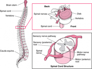 All You Need To Know About Spinal Cord Injury