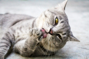 Why Cats Spend Most Of Their Time Grooming Themselves?