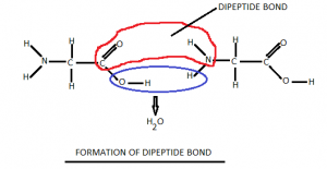 Dipeptides, Their Structure And Functions In Clinical Field