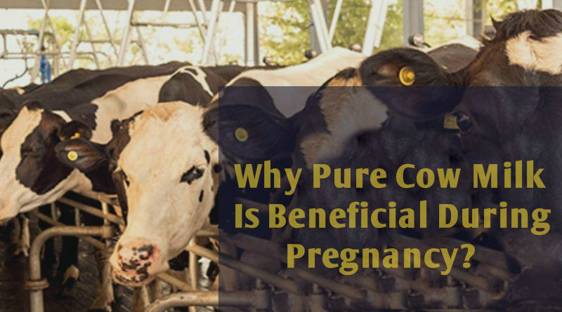 Why Pure Cow Milk Is Beneficial During Pregnancy?